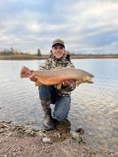 Brown Trout