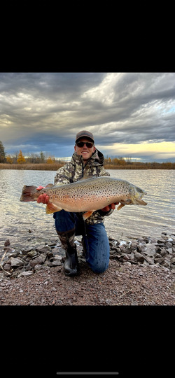 Brown Trout