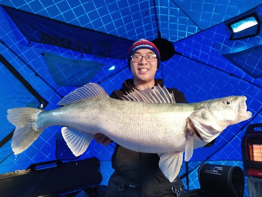 Walleye