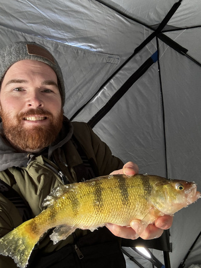 Yellow Perch