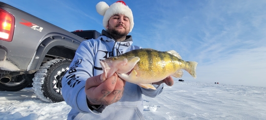 Yellow Perch
