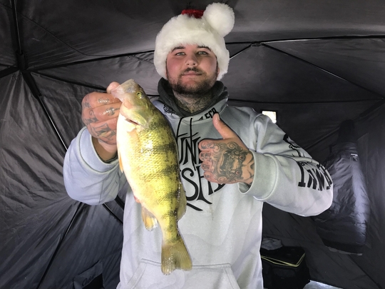 Yellow Perch