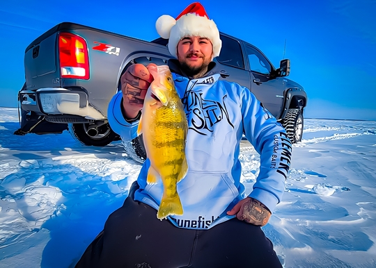 Yellow Perch