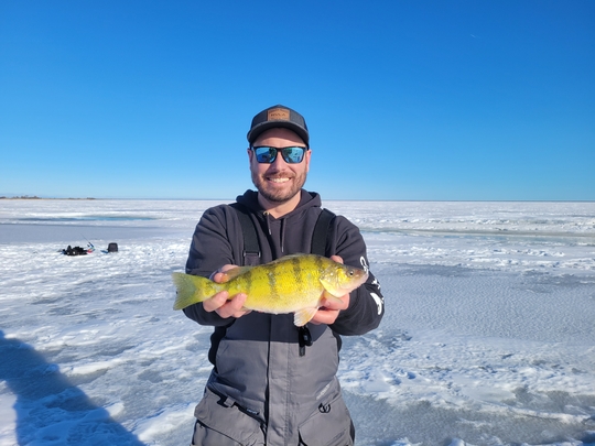 Yellow Perch