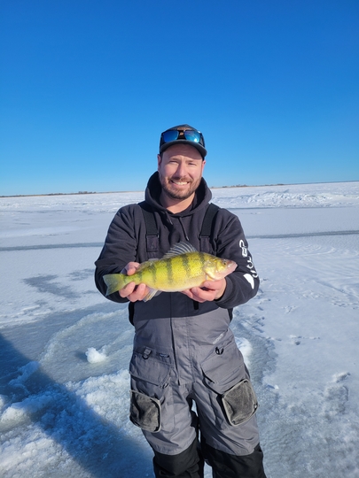 Yellow Perch