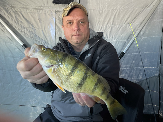 Yellow Perch