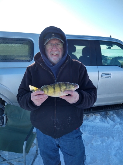 Yellow Perch