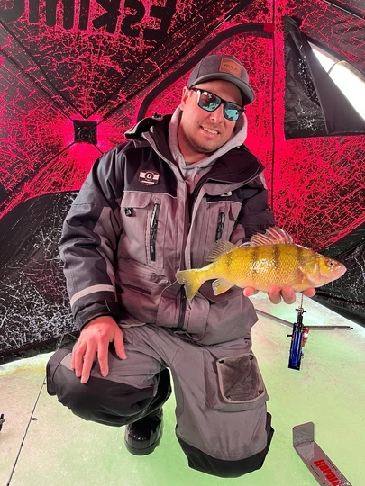 Yellow Perch
