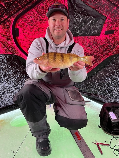 Yellow Perch