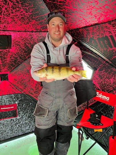 Yellow Perch