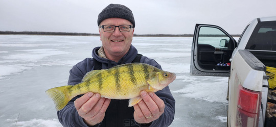 Yellow Perch