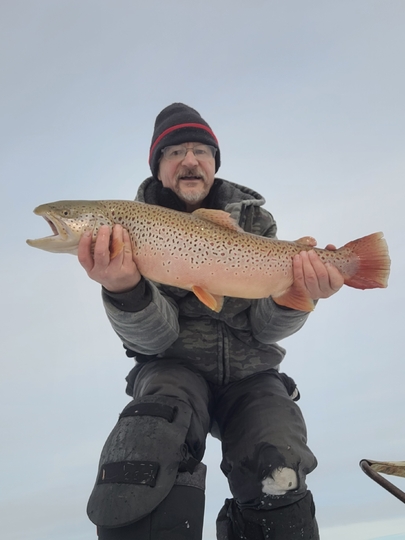 Brown Trout