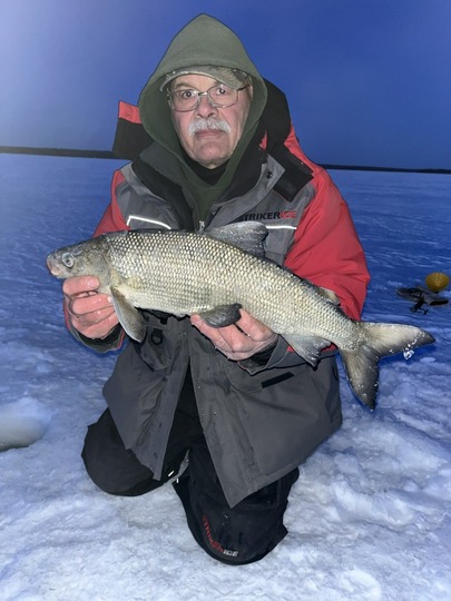 Lake Whitefish