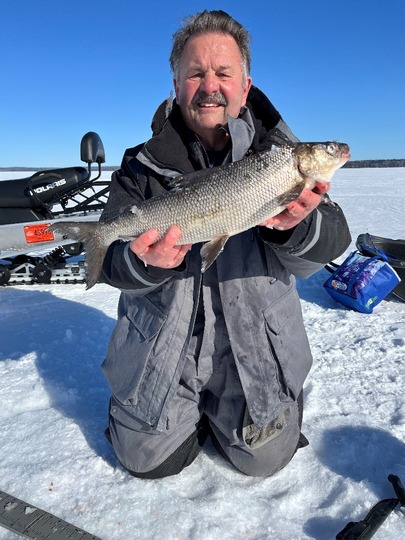 Lake Whitefish