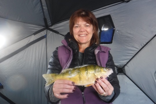 Yellow Perch