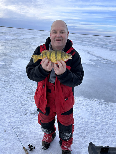 Yellow Perch
