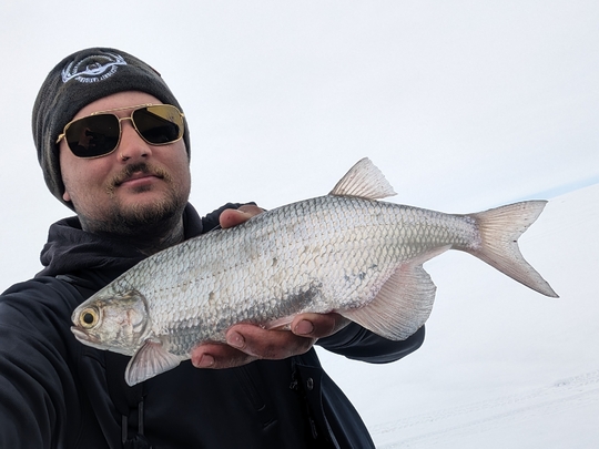 Goldeye