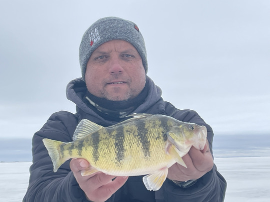 Yellow Perch