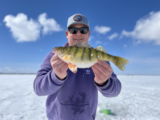 Yellow Perch