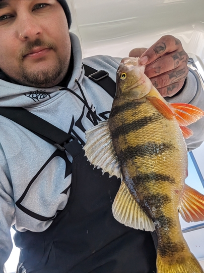 Yellow Perch