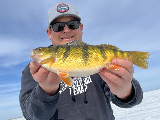 Yellow Perch