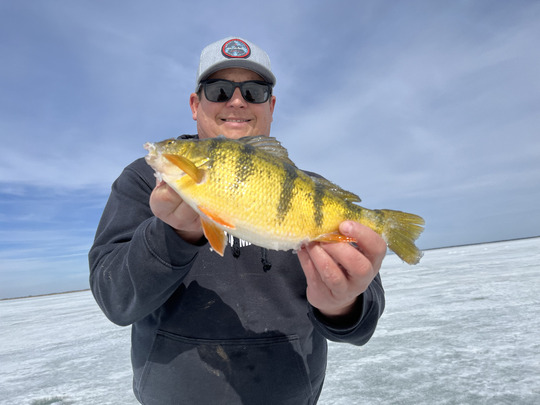 Yellow Perch