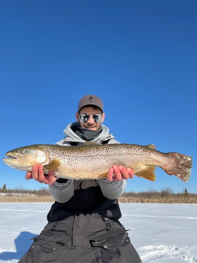 Brown Trout