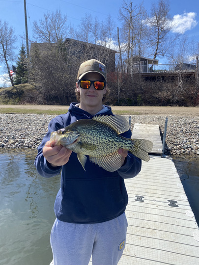 Black Crappie