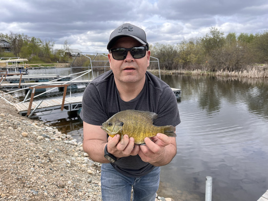 Sunfish