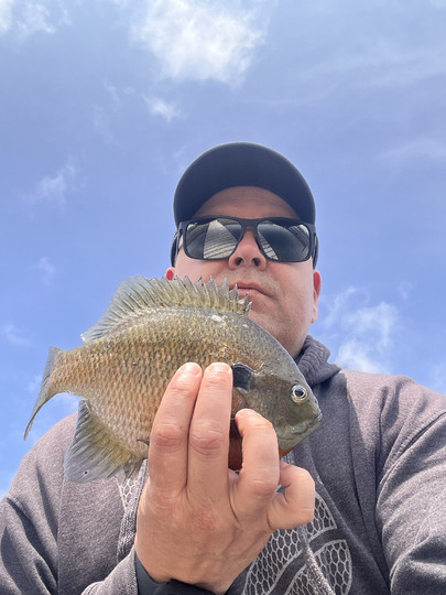 Sunfish
