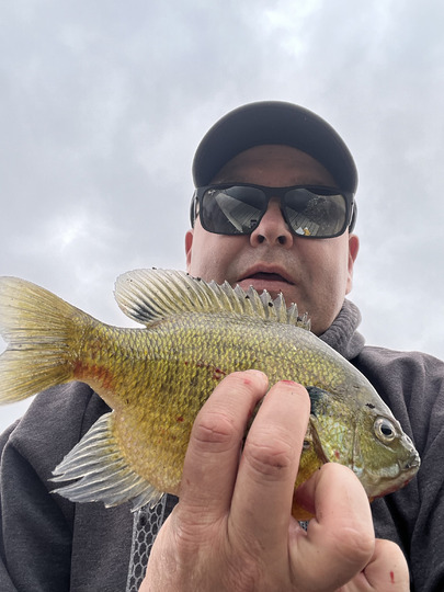 Sunfish