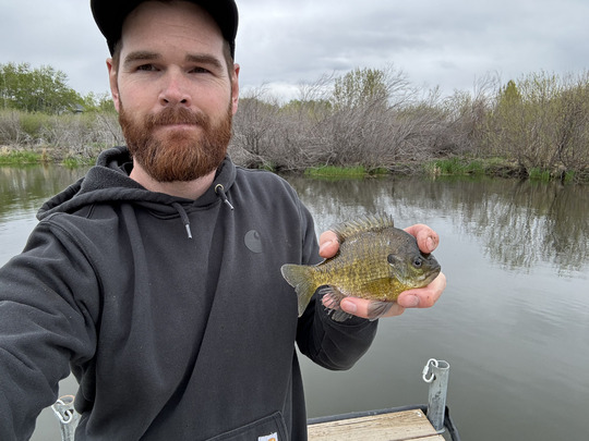 Sunfish