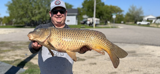 Common Carp