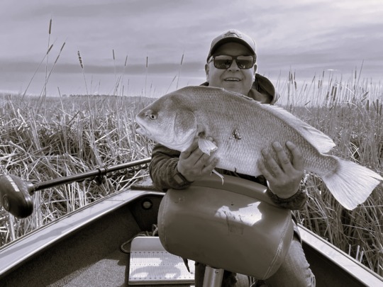 Freshwater Drum