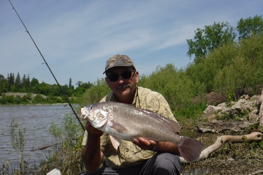 Freshwater Drum