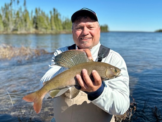 Arctic Grayling