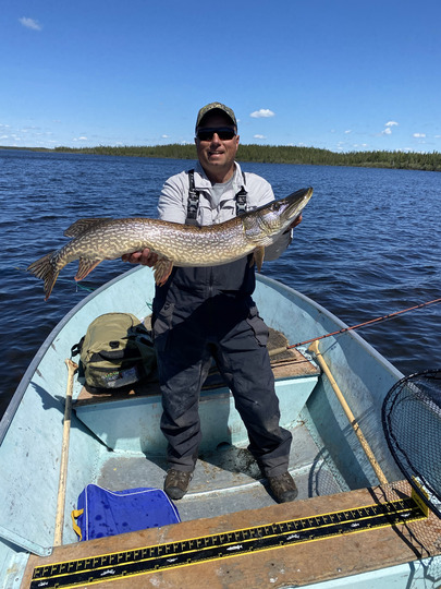Northern Pike
