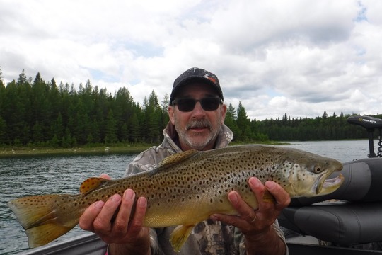 Brown Trout