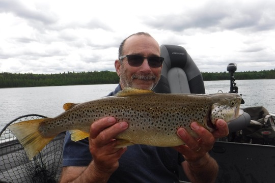 Brown Trout
