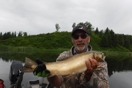 Tiger Trout