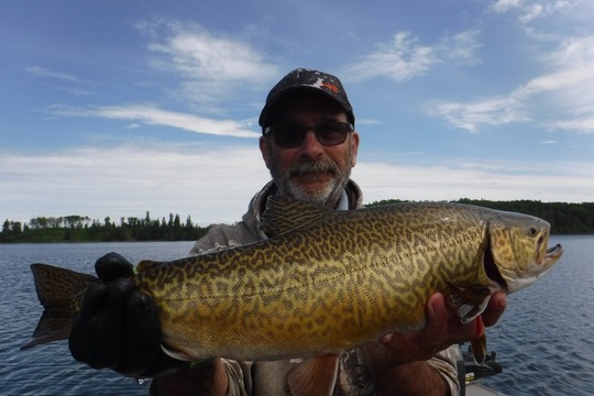 Tiger Trout