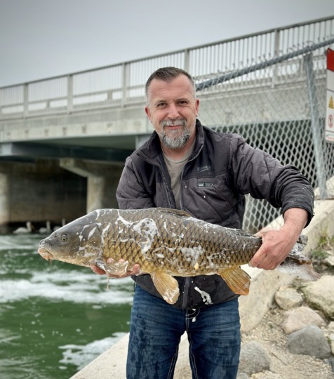 Common Carp