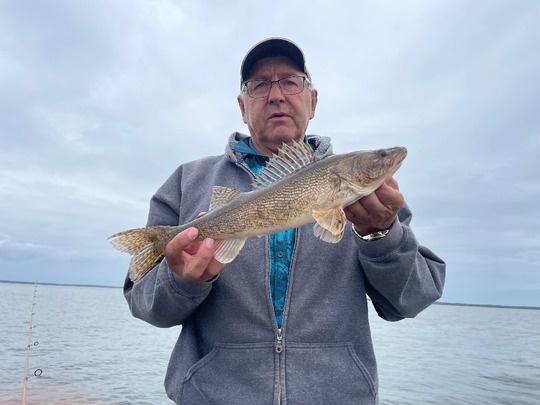 Sauger