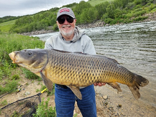 Common Carp