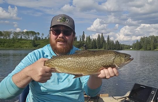 Tiger Trout