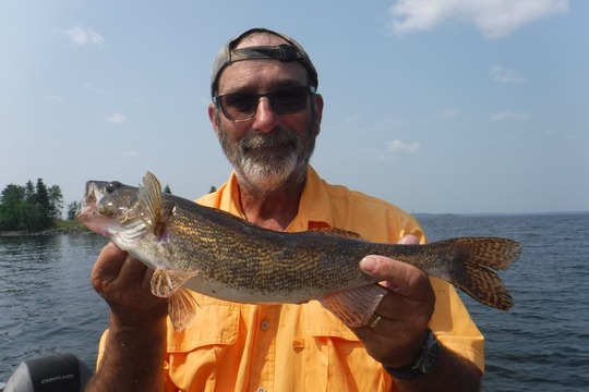 Sauger