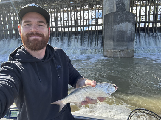 Goldeye