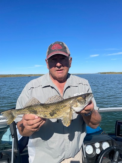 Sauger