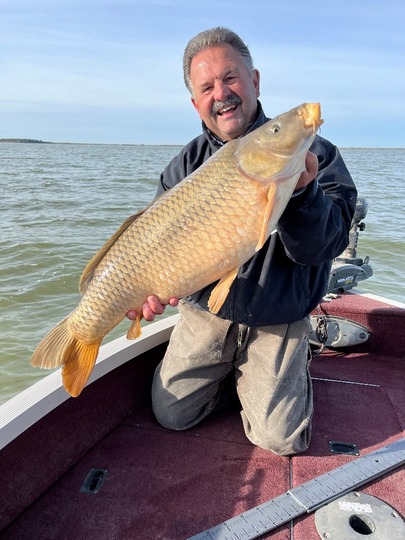 Common Carp