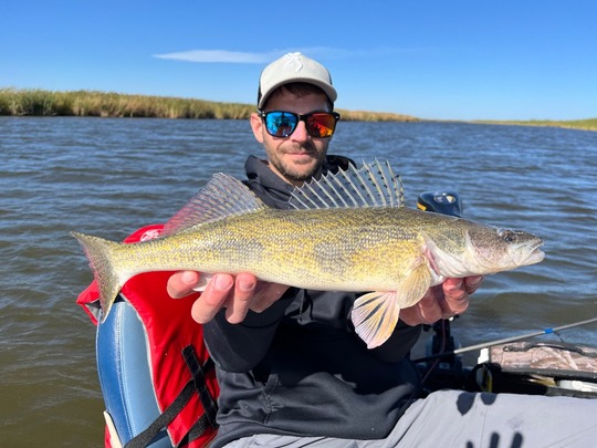 Sauger